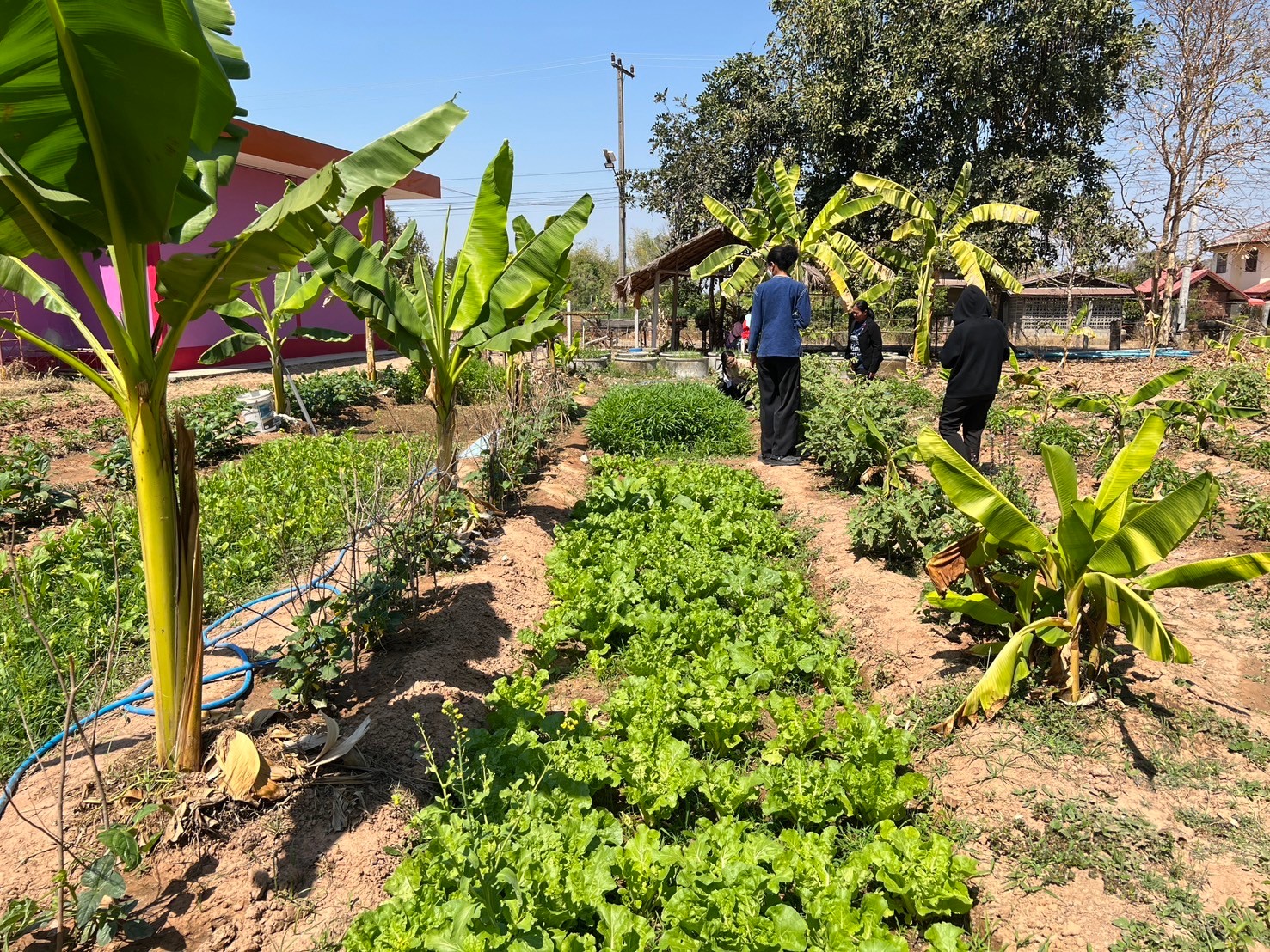 พช.บุรีรัมย์ - CDD Chamni: GROWTH TEAM Chamni พช.ชำนิ ส่งเสริมสนับสนุนการสร้างความมั่นคงทางอาหาร 